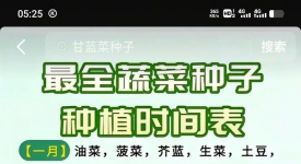 在南京江宁地区，有一些宿根蔬菜可以实现四季采收